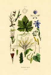 Plantes